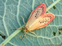 Miltochrista miniata - Rosy Footman