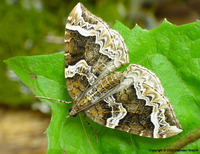 Eulithis prunata - The Phoenix