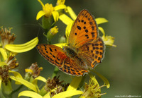 Lycaena virgaureae - Scarce Copper