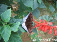 Tanaecia godartii