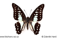 Graphium evemon eventus