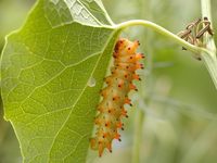 Zerynthia polyxena - Southern Festoon