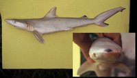 Carcharhinus acronotus, Blacknose shark: fisheries, gamefish