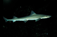 Mustelus asterias, Starry smooth-hound: fisheries, gamefish