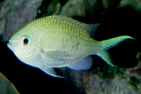 Chromis caerulea, Green chromis: fisheries, aquarium