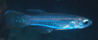 Micropanchax macrophthalmus, Lampeye panchax: aquarium