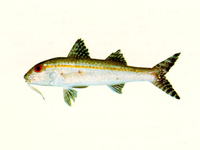 Upeneus asymmetricus, Asymmetrical goatfish:
