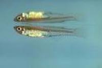 Pseudomugil cyanodorsalis, Blueback blue-eye: aquarium