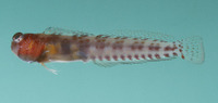 Alloblennius parvus, Dwarf blenny: