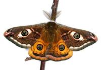 Saturnia pavonia - Emperor Moth