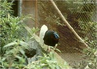 Bulwer's Wattled Pheasant Lophura bulweri