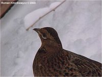 Scintillating Copper Pheasant Syrmaticus soemmerringii scintillans