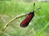 Zygaena purpuralis - Transparent Burnet