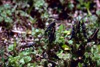 Romalea microptera - Eastern Lubber Grasshopper