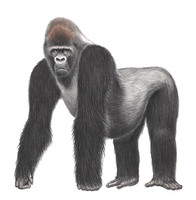 Cross River gorilla (gorilla gorilla diehli), Nigeria and Cameroon: The Cross River gorilla is t...