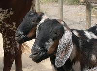 Image of: Capra hircus (domestic goat)