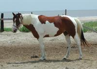 Image of: Equus caballus (horse)