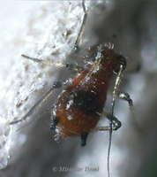 Macrosiphoniella sanborni - Chrysanthemum Aphid