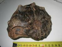 Peltoceras