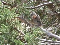 Image of: Neotoma albigula (white-throated woodrat)