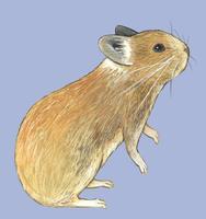 Image of: Ochotona rutila (Turkestan red pika)