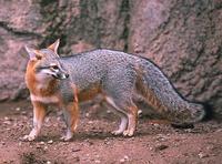 Image of: Urocyon cinereoargenteus (gray fox)