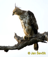 Spizaetus cirrhatus - Changeable Hawk-Eagle