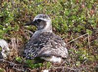 Pluvialis squatarola - Grey Plover