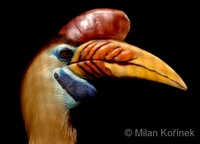 Aceros cassidix - Knobbed Hornbill