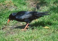 Pyrrhocorax pyrrhocorax - Red-billed Chough