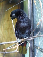 Chalcopsitta atra - Black Lory