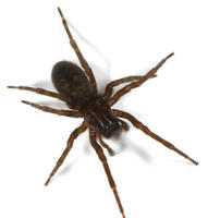 Image of: Gnaphosidae