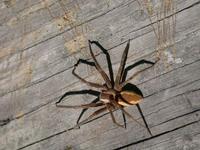 Image of: Lycosidae (wolf spiders)