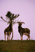 Ovis musimon - European Mouflon Sheep