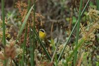 Image of: Geothlypis trichas (common yellowthroat)