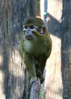 Miopithecus ougouensis