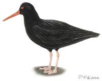 Image of: Haematopus unicolor (variable oystercatcher)