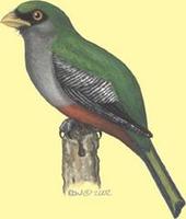 Image of: Priotelus roseigaster (Hispaniolan trogon)