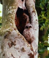 Image of: Strix varia (barred owl)