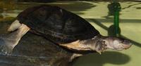 Image of: Pelomedusa subrufa (helmeted turtle)