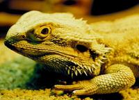 Pogona barbata - Inland Bearded Dragon