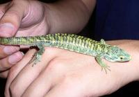Abronia vasconcelosii