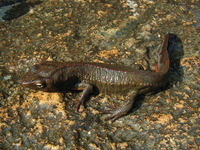 香港瘰螈(Paramesotriton hongkongensis)