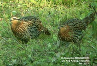 Mountain Bamboo Partridge - Bambusicola fytchii