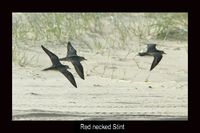 Red necked Stint