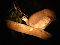 Solitary Tinamou - Tinamus solitarius