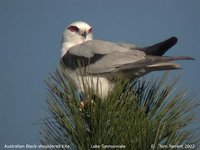 Australian Kite - Elanus axillaris