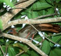 Little Chachalaca - Ortalis motmot