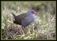 Bogota Rail - Rallus semiplumbeus