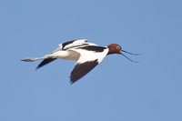 Red-necked Avocet - Recurvirostra novaehollandiae